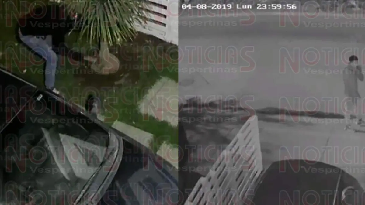 ladron de planta de elefante