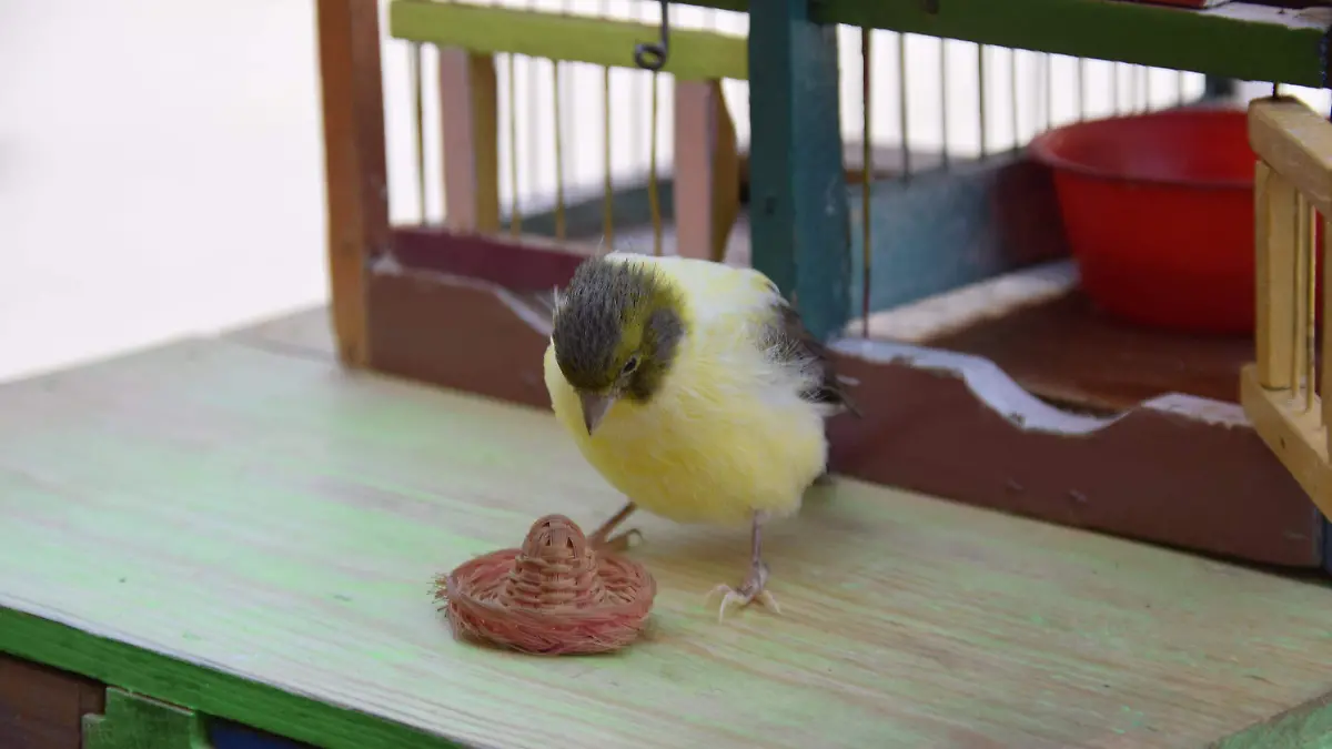 Pajarito-de-la-suerte-3