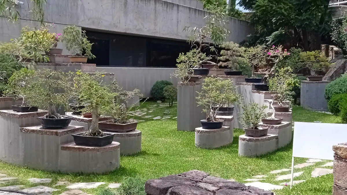 Javier-y-el-arte-de-hacer-árboles-diminutos (12)