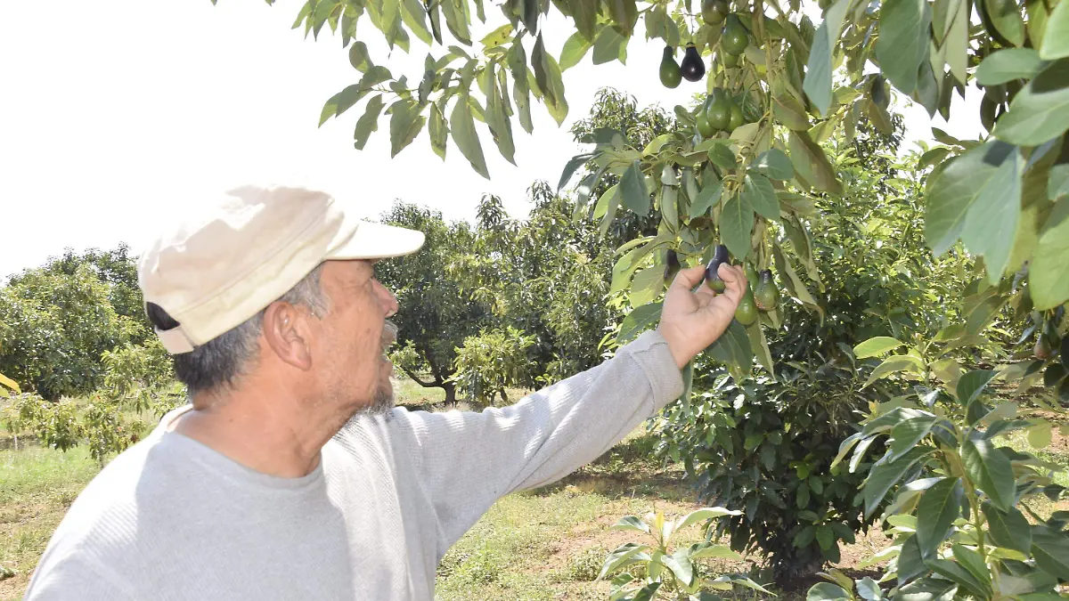 F CARMONA AGUACATE DUARTEÑO (4)