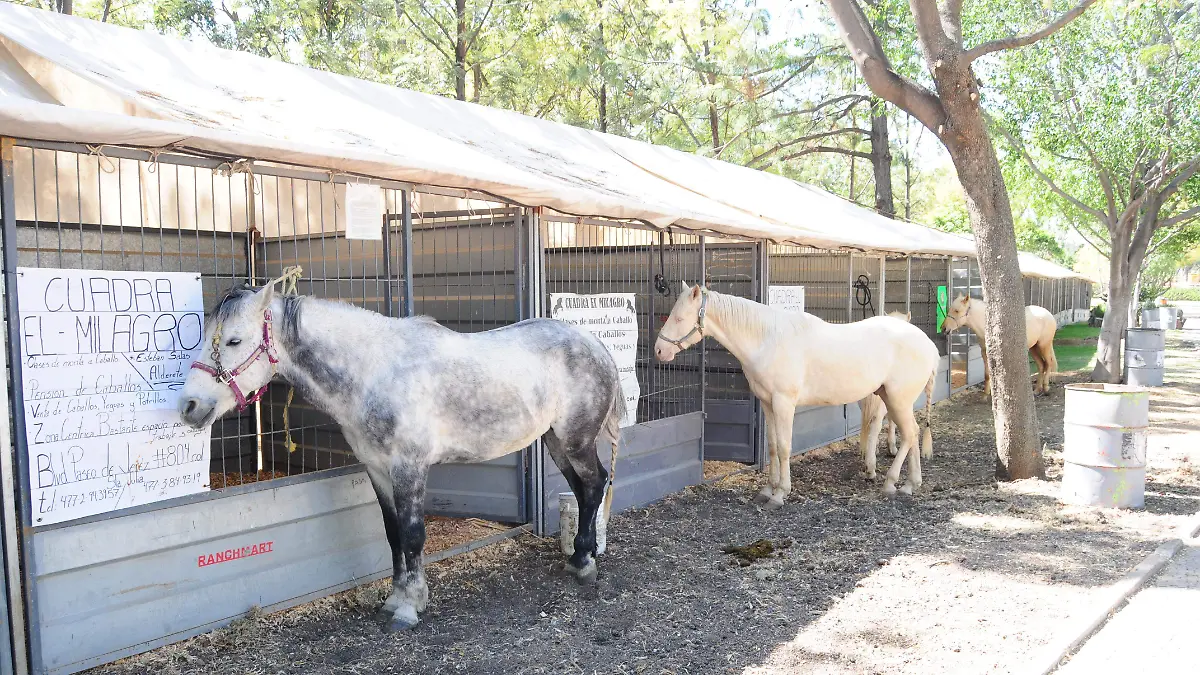  CABALLOS  (1)