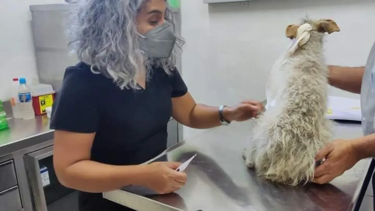 FOTO CONTROL CANINO - CONSULTA VETERINARIA 1