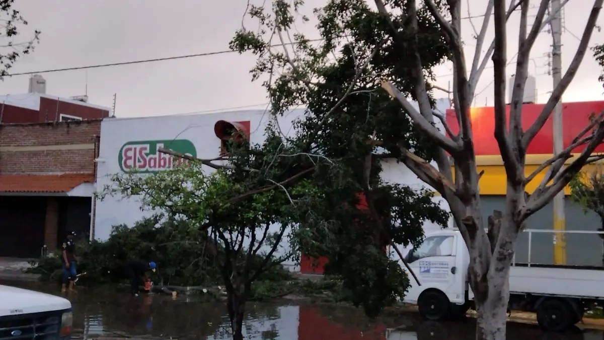 RICARDO SANCHEZ - ARBOLES (3)