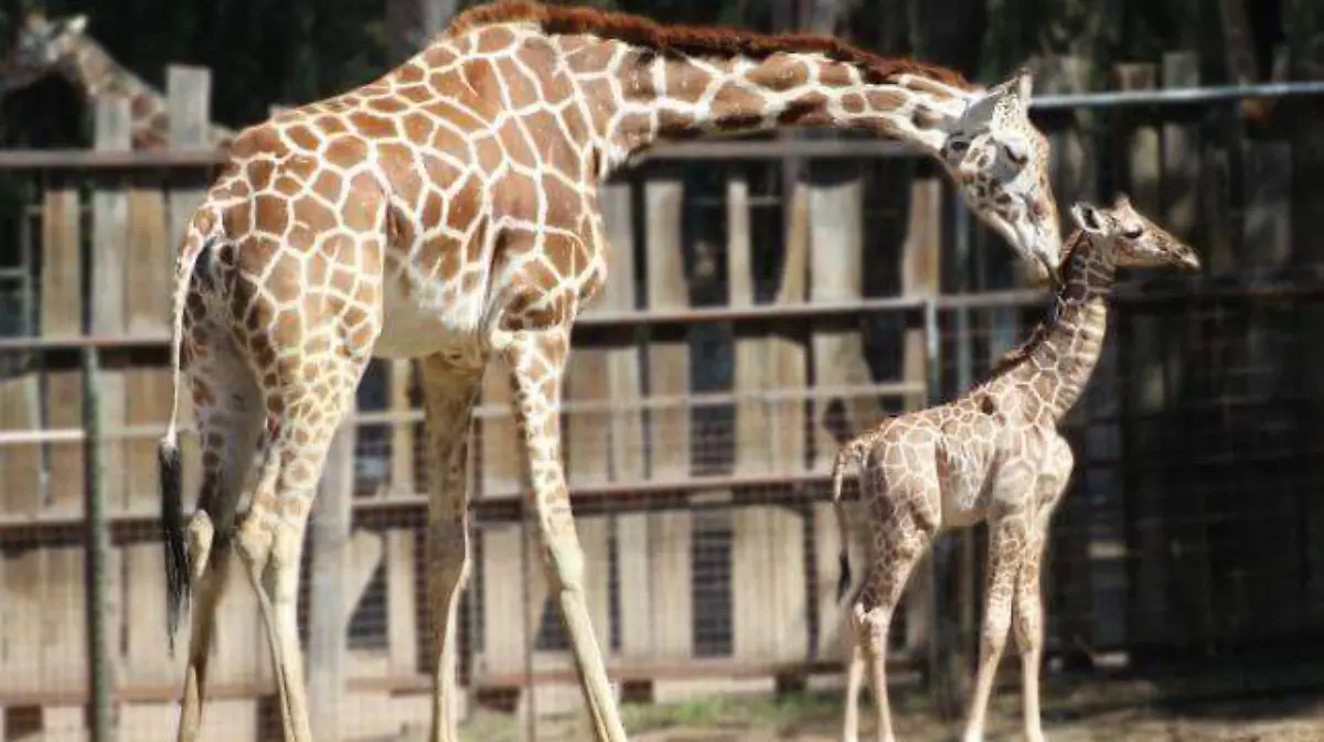 Image 2021-06-16 at 2.20.09 PM