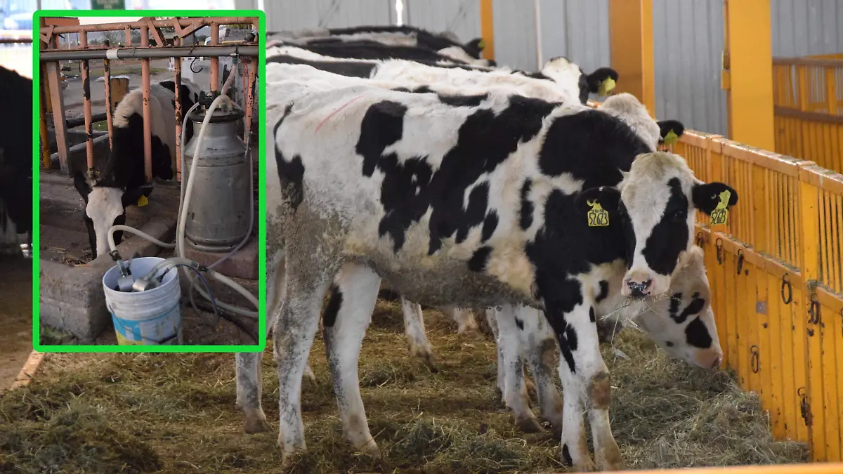 productores(ganado) (5)