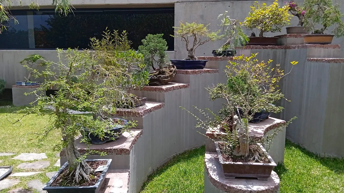 Javier-y-el-arte-de-hacer-árboles-diminutos (14)