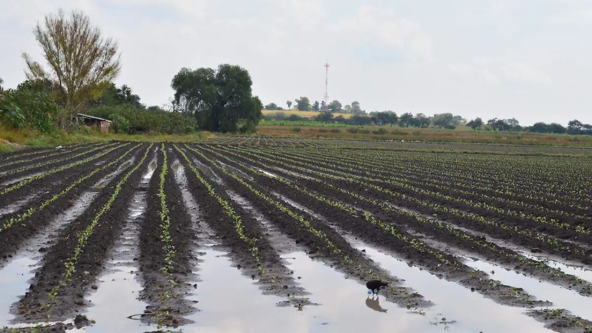 De-los-20-acuíferos-de-Guanajuato-19-están-sobreexplotados2