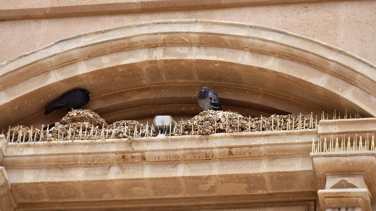 Heces-de-palomas-dañan-monumentos-en-León (2)