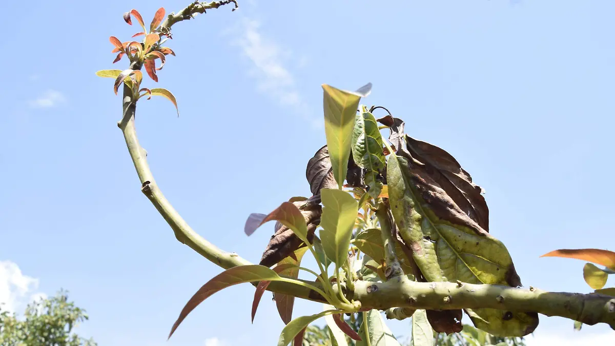 F CARMONA AGUACATE DUARTEÑO (23)
