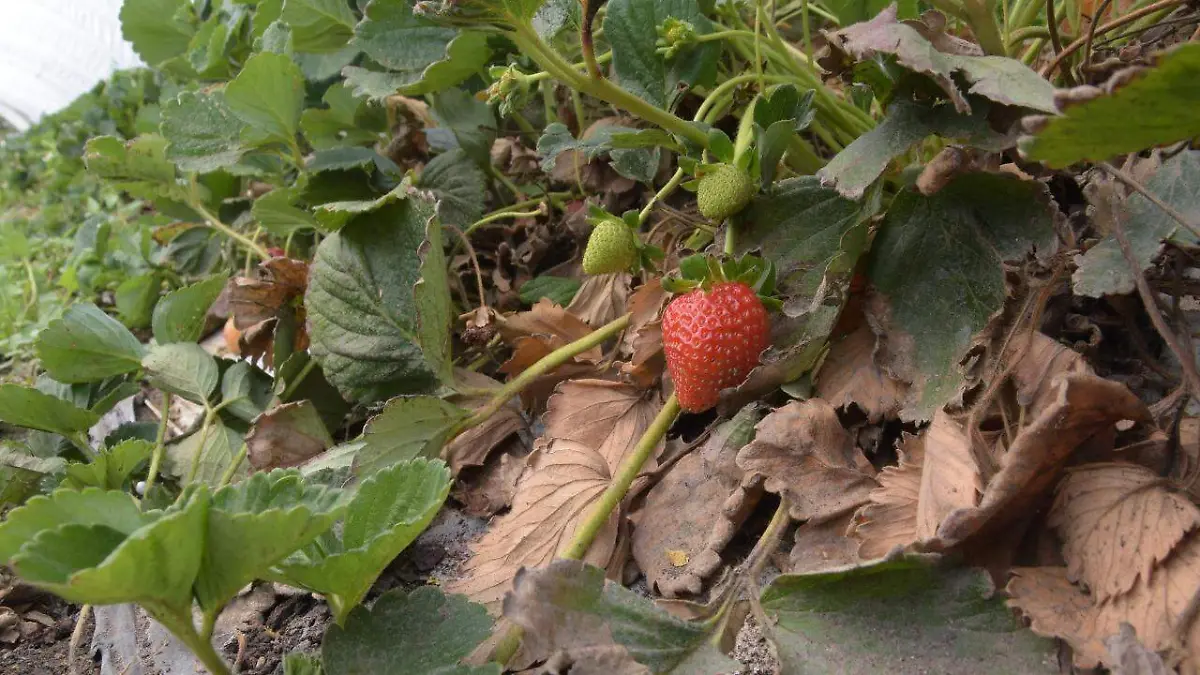 Ataca-plaga-asiática-a-cultivos-de-fresa3