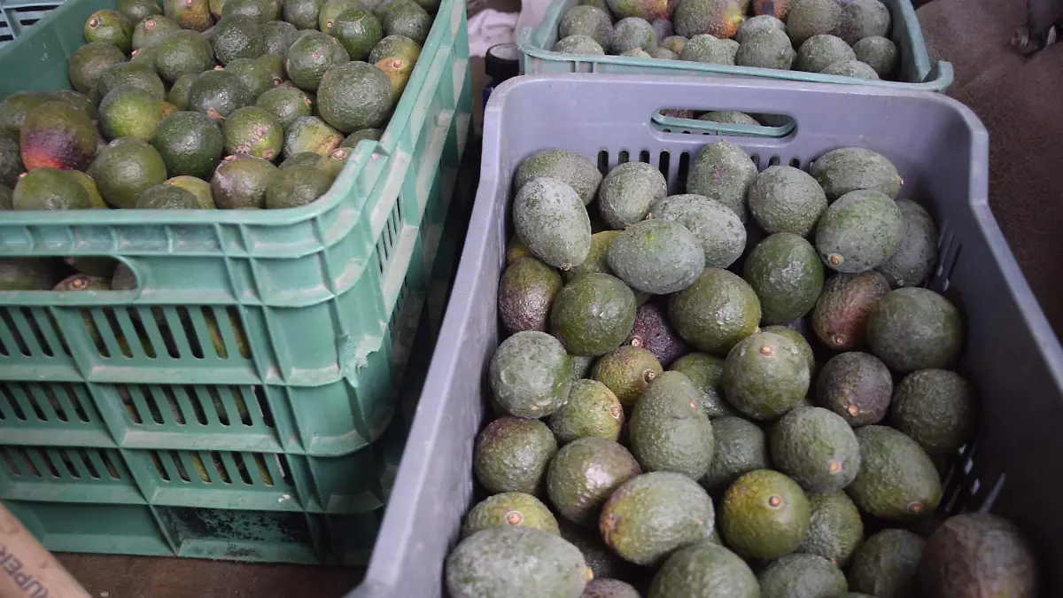 Productores-de-aguacate-2