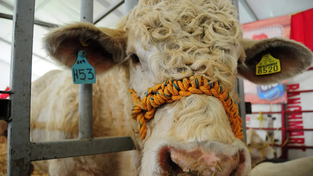 E.CAMACHO - EXPOGANADERA 3