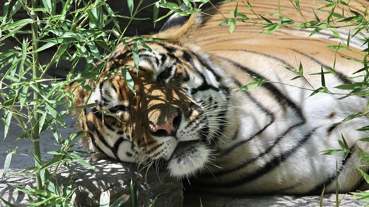 tigre (1)