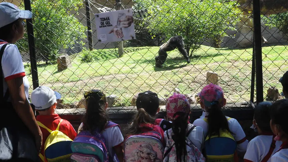 Día-Internacional-del-Chimpancé (3)