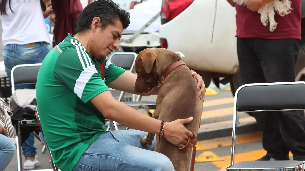 mascotas (1)