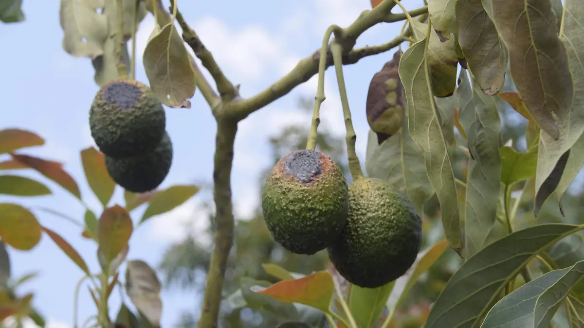 Productores-de-aguacate-3