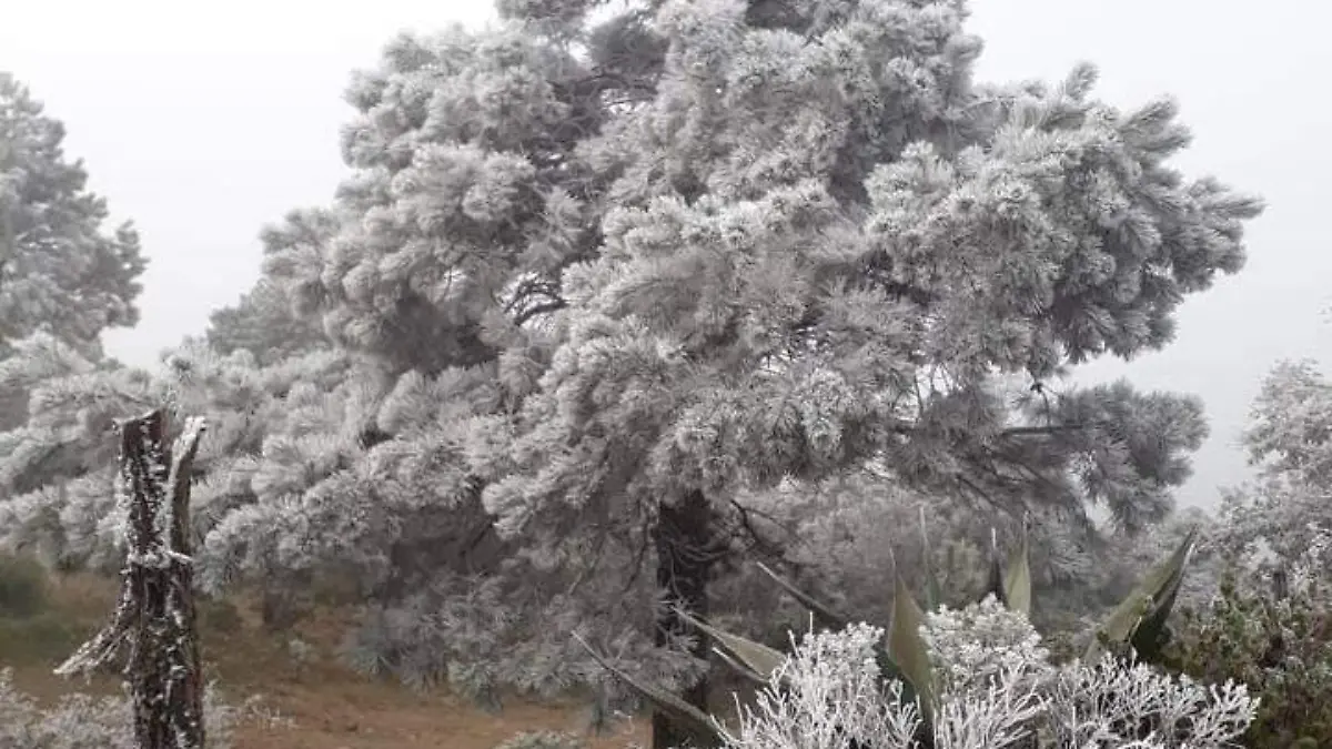 Image 2019-12-18 at 2.18.26 PM