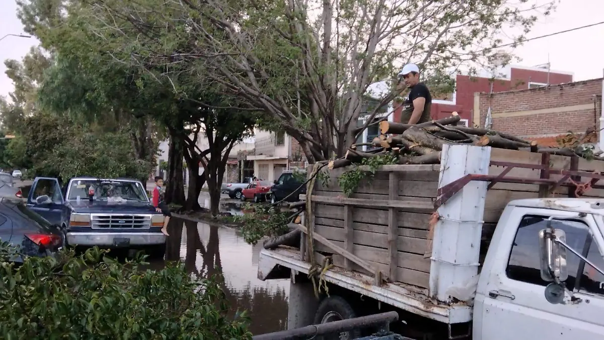 RICARDO SANCHEZ - ARBOLES (4)