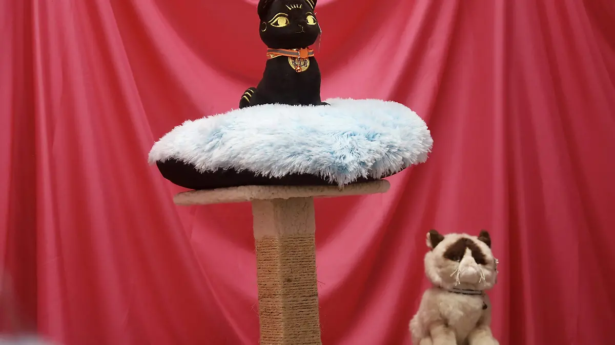 EXPO-GATITOS (1)