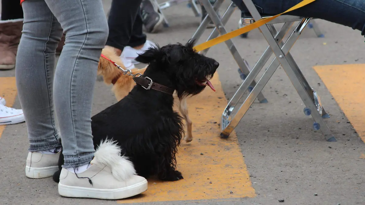 F CARMONA(archivo) control canino (3) (1)