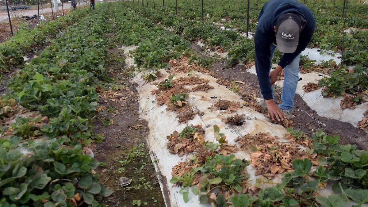 Ataca-plaga-asiática-a-cultivos-de-fresa2