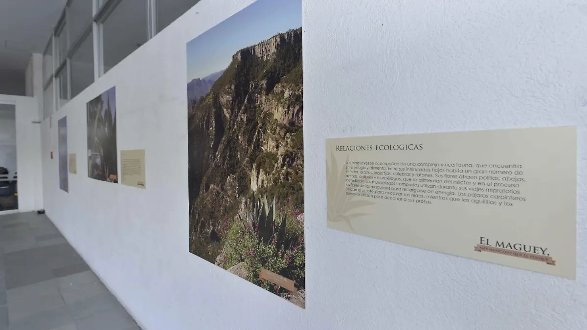 E.CAMACHO - CREADORES 5