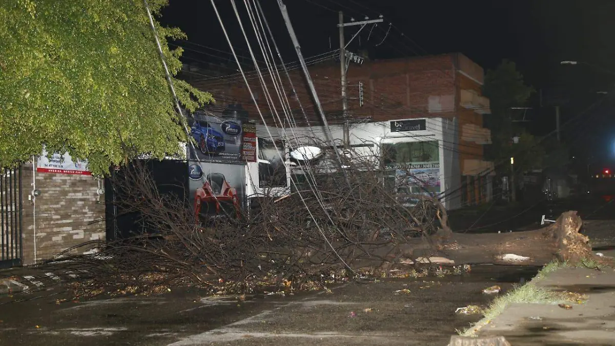 JOSE LUIS MORENO - ARBOLES (2)