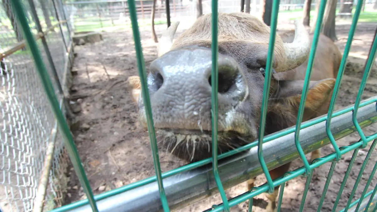 GAUR (2)