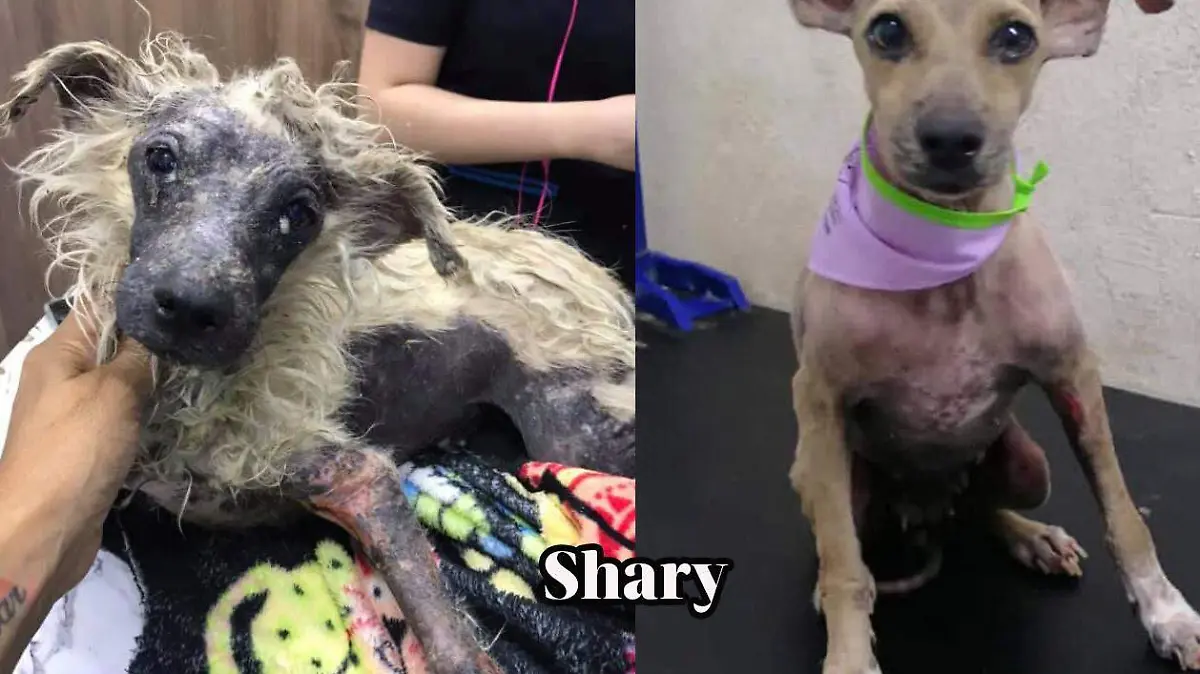 SHARY-ANTES-Rescate-animal