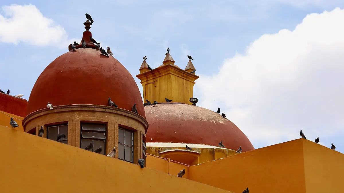 Heces-de-palomas-dañan-monumentos-en-León (7)