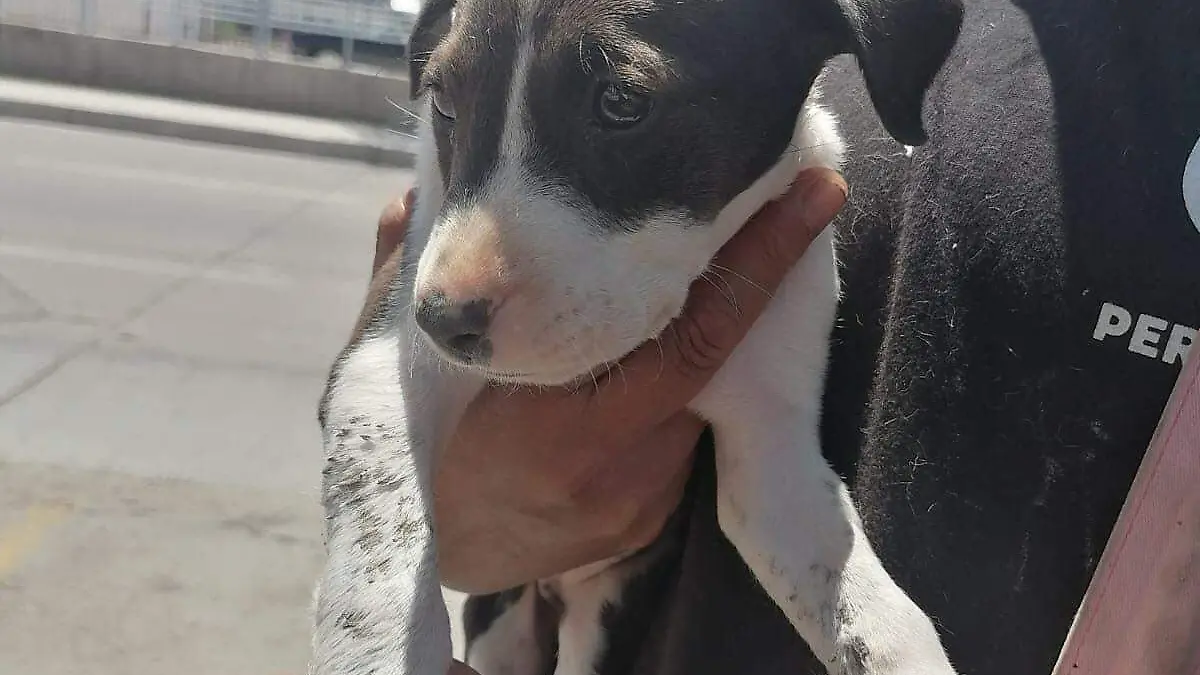 Rescata-a-más-de-5-mil-animales2