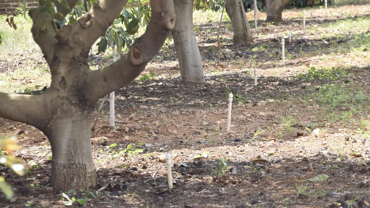 F CARMONA AGUACATE DUARTEÑO (8)