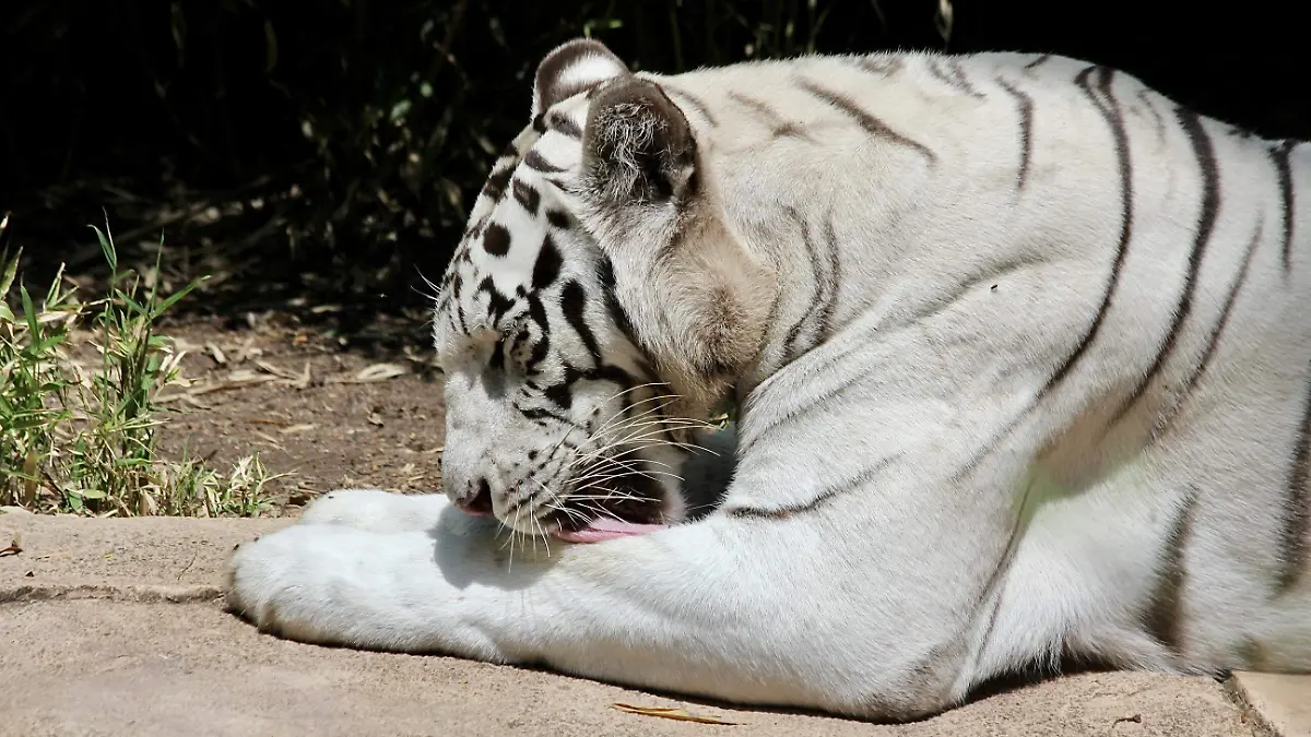 tigre (3)