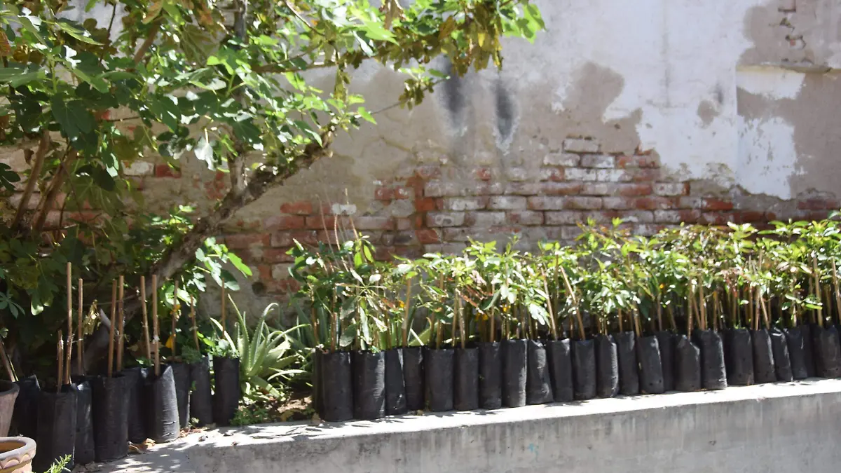 f carmona lodos (12)