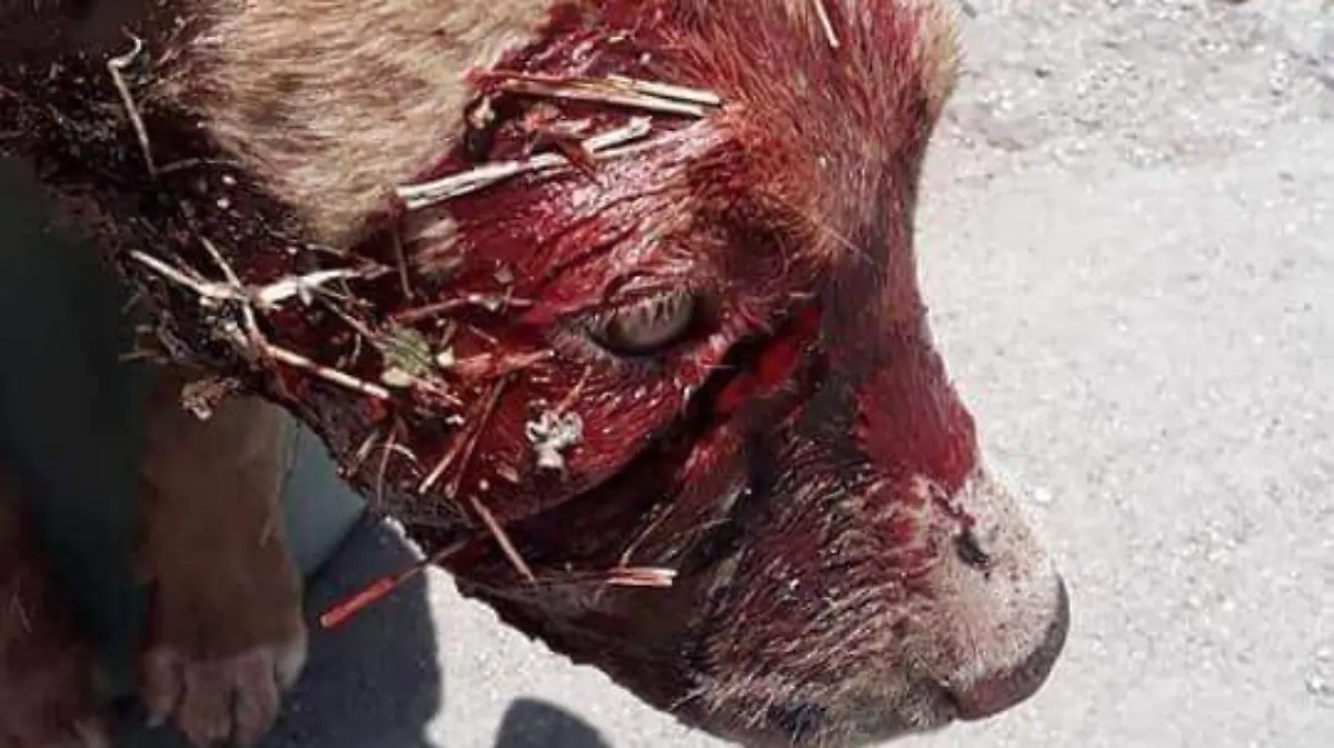 FB_IMG_1595352315718