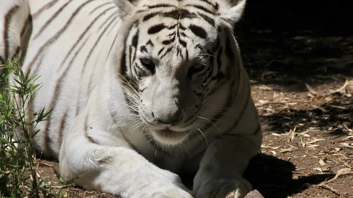 tigre (2)