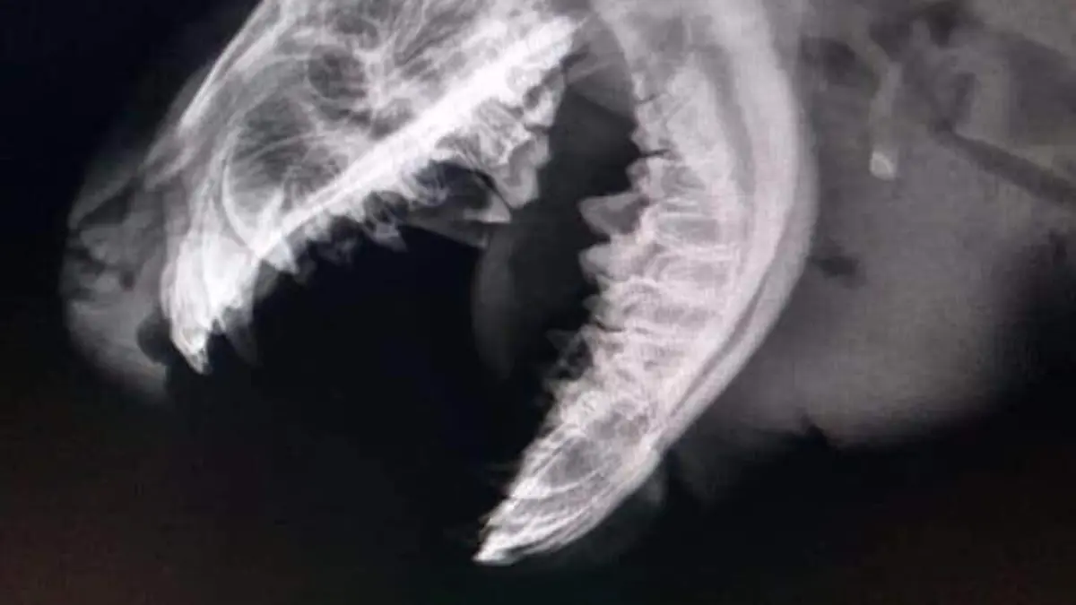 FB_IMG_1595350245737