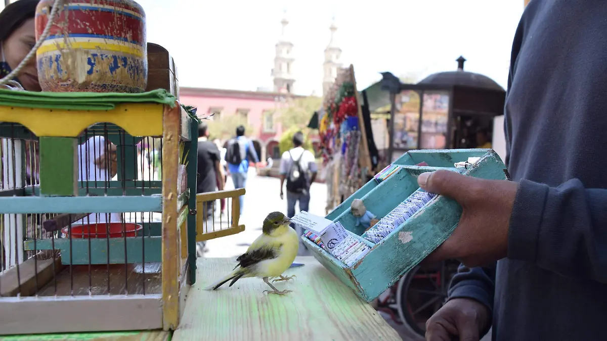 Pajarito-de-la-suerte-4