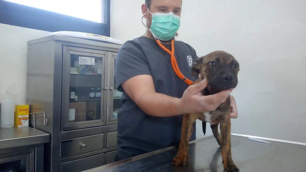 FOTO CONTROL CANINO - CONSULTA VETERINARIA 3