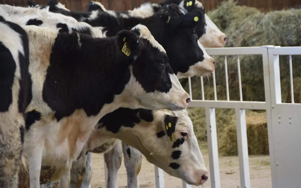 productores(ganado) (4)