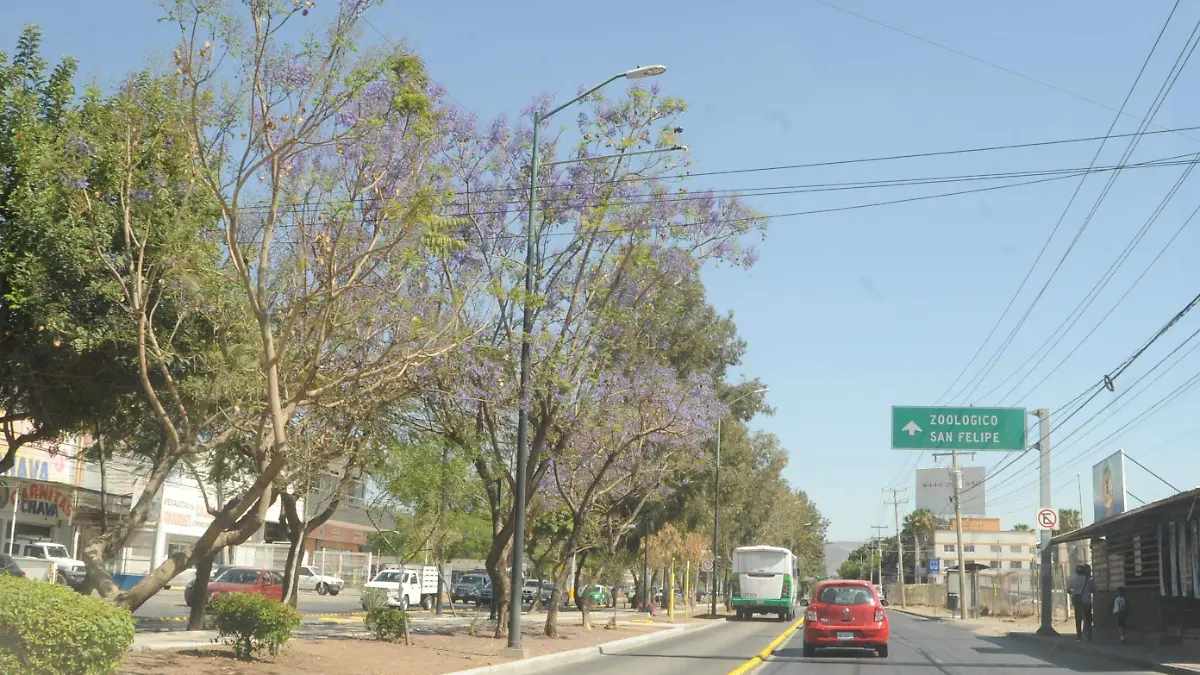 jacarandas (2)