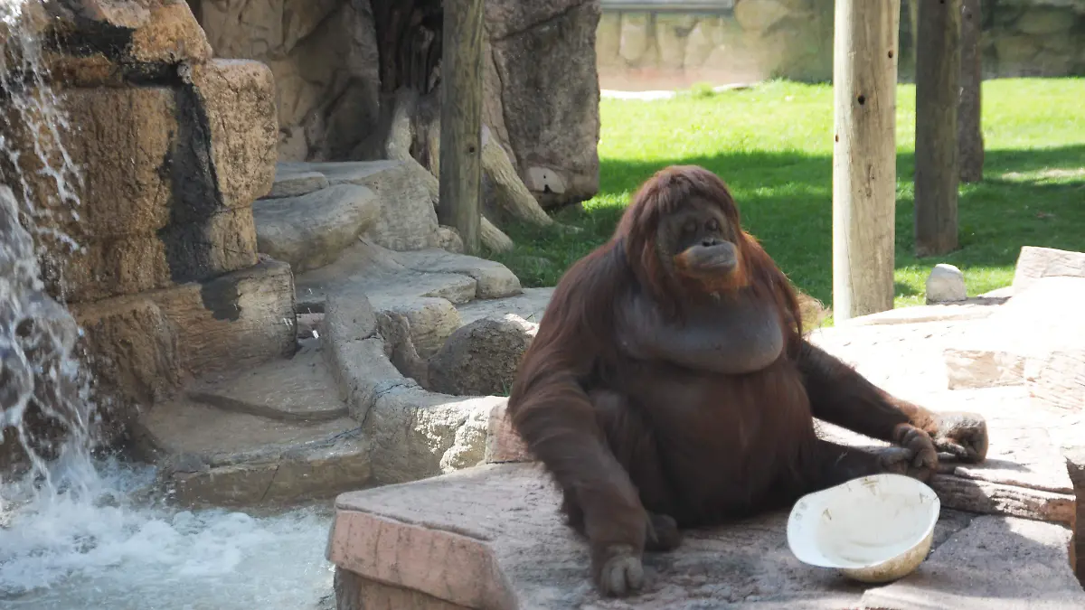 Historia-del-Zoológico-de-León5