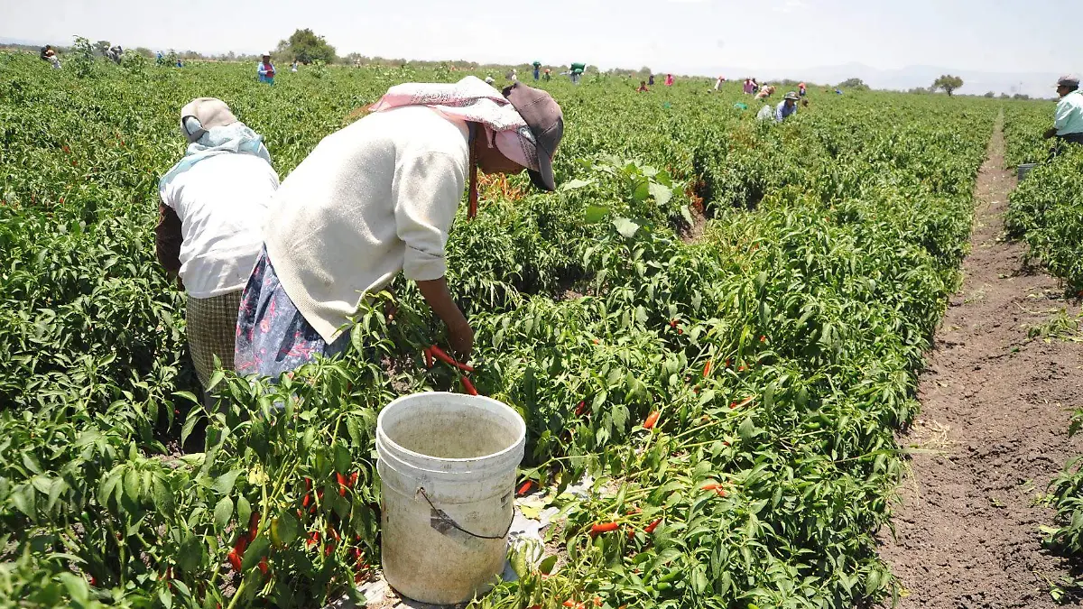 E.CAMACHO - SAPAL  (1)