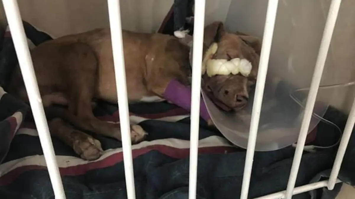 FB_IMG_1595350239024