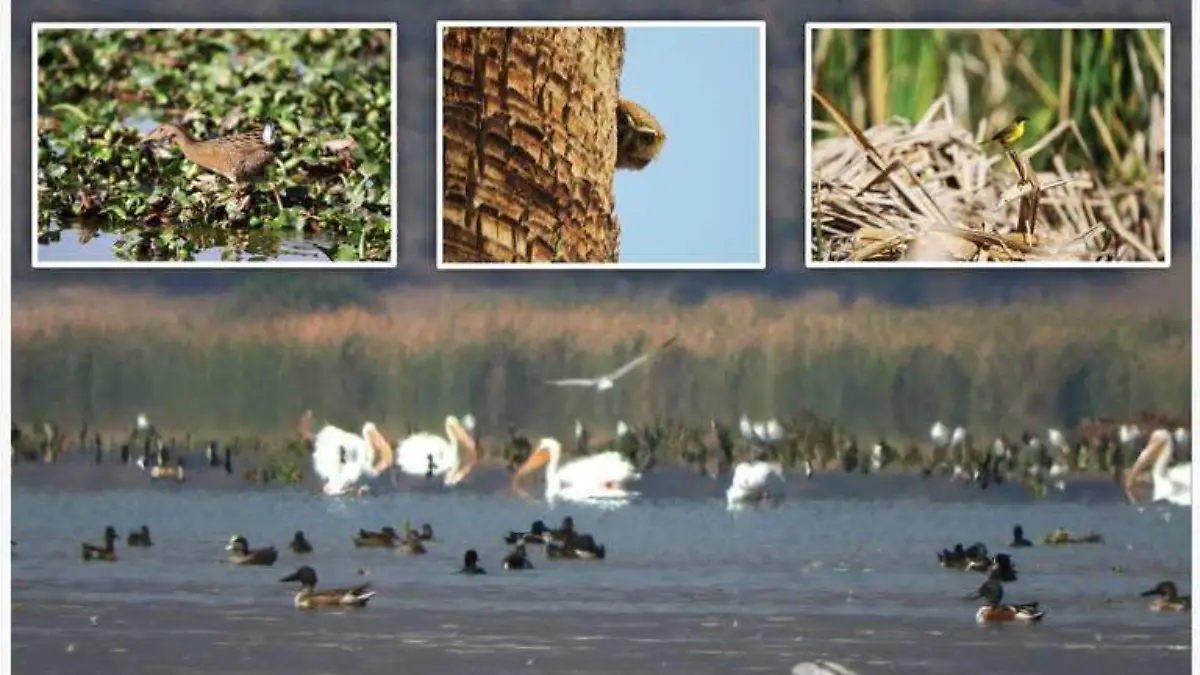 Aves-del-Lago-de-Cuitzeo