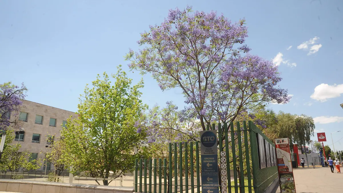 jacarandas (3)