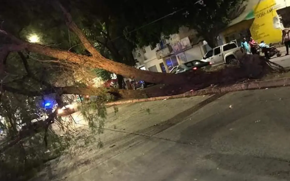 caída-de-árboles en León (2)