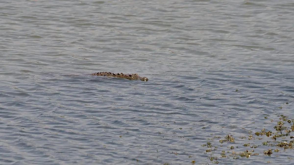 Cocodrilo-en-presa-de-León-3