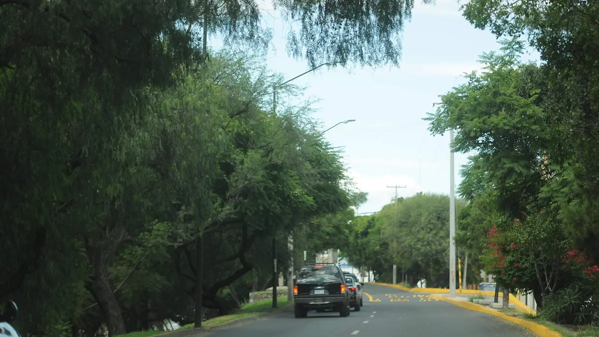 GGARCIA ARBOLADO (3)