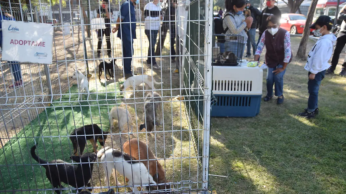 Invitan-al-adoptón-Perritos-San-Juan-de-Abajo2